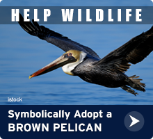 Help Wildlife. Symbolically adopt a brown pelican today!